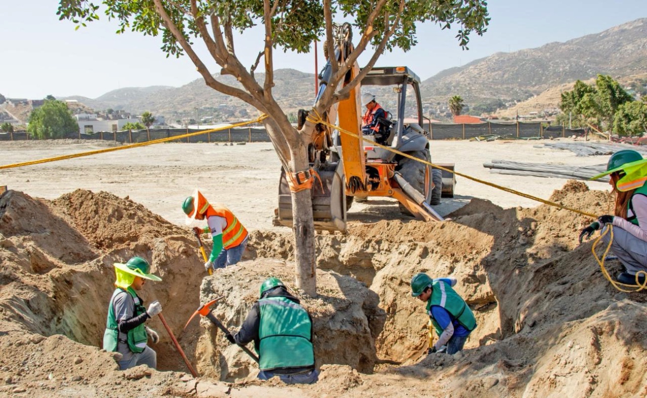 Promueve Nación Verde el trasplante responsable de árboles en Tijuana