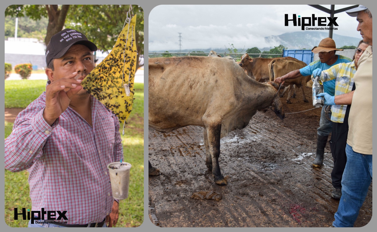 Refuerza México acciones para contener el avance del Gusano Barrenador del Ganado