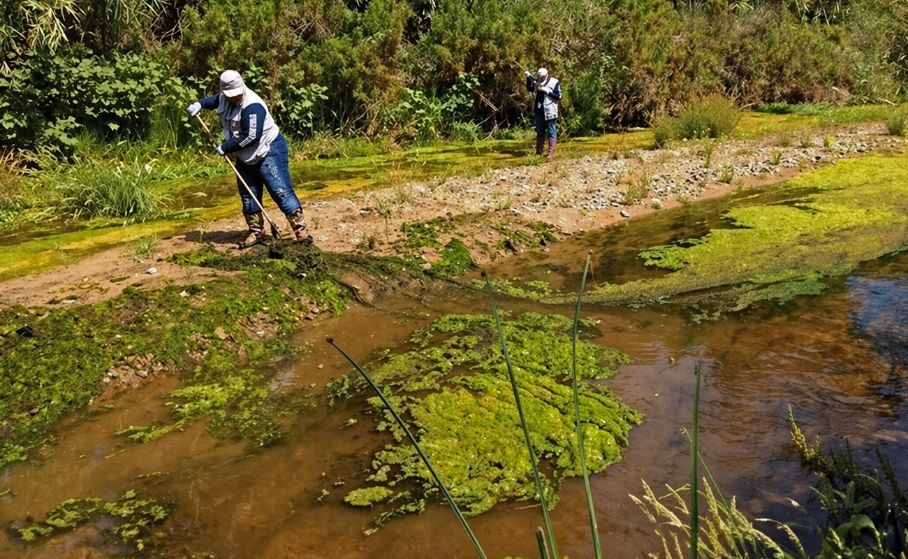 Baja California celebra 35 años sin paludismo autóctono gracias a la vigilancia epidemiológica, promoción de la salud y eliminación de criaderos.