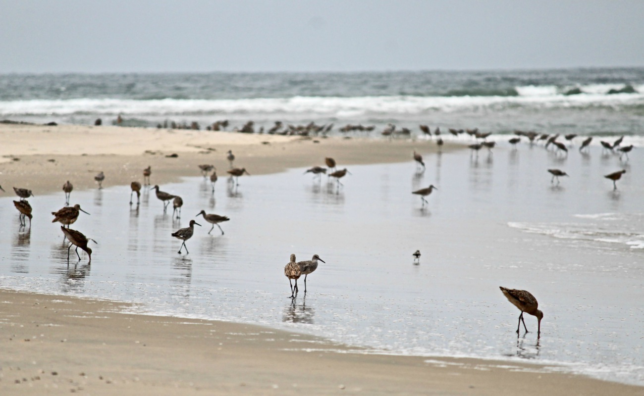 Designan Bahía de Todos Santos reserva de aves playeras