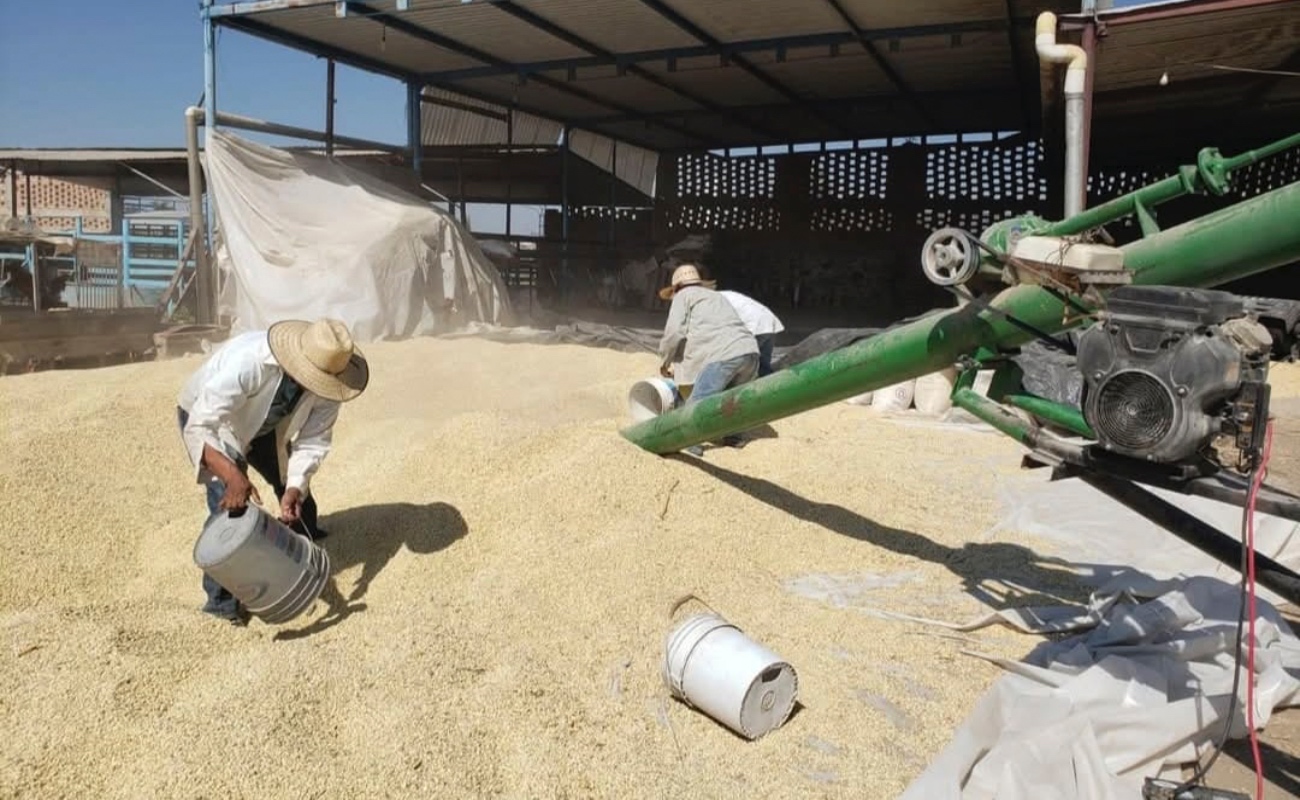 Sólo deben presentar el ticket de báscula y su Clabe interbancaria para recibir el depósito a la brevedad.