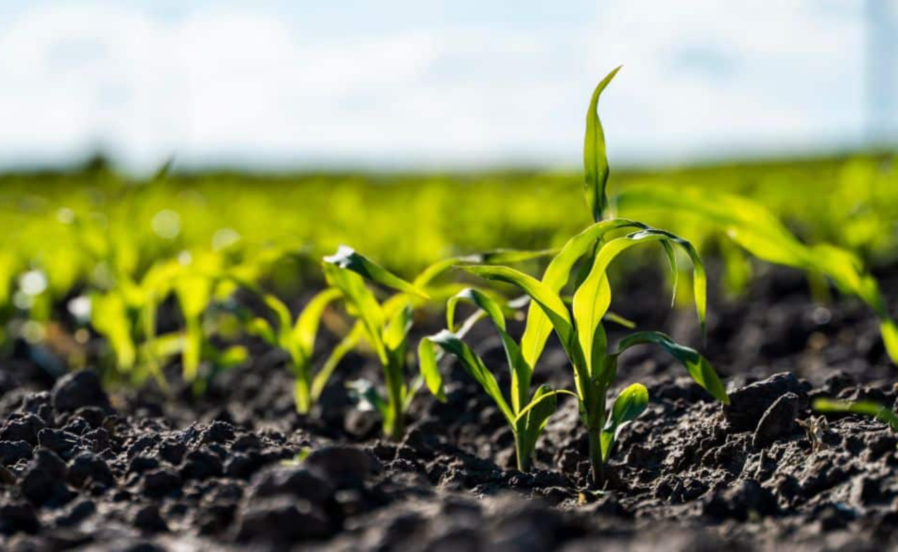 Anuncian apertura del Centro Nacional de Capacitación para la Transformación del Campo Mexicano “Elvia Carrillo Puerto”