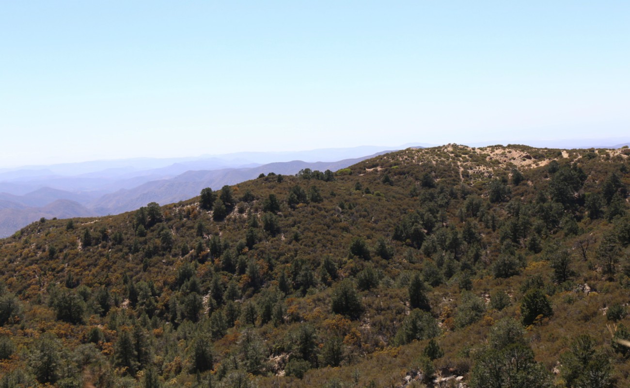 El águila real y la trucha arcoíris son una especie y una subespecie, respectivamente, que habitan en Sierra de San Pedro.