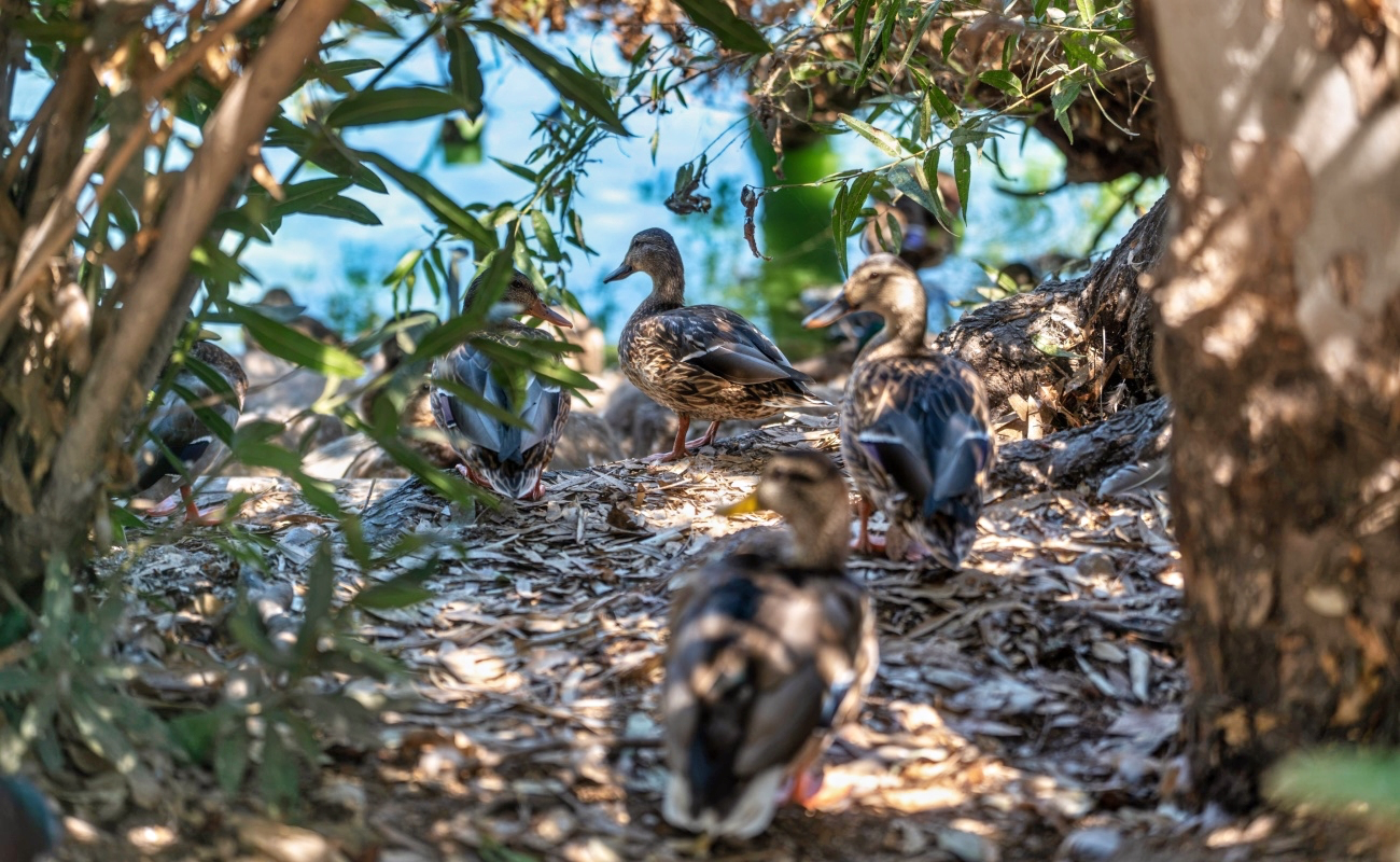 Llegan los primeros grupos de aves migratorias al Parque de La Amistad.