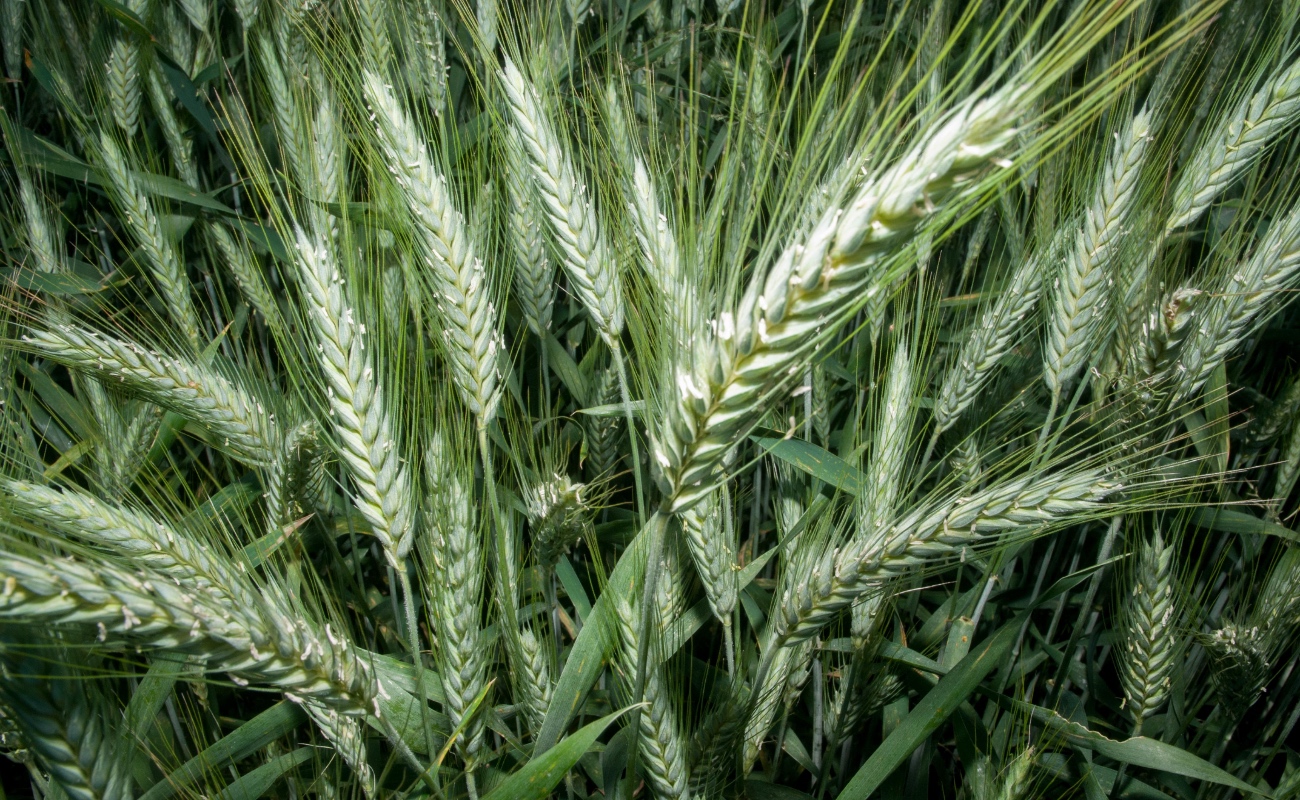 Inició la dispersión de apoyos, con más de 194 millones de pesos transferidos de manera directa a los derechohabientes del programa.