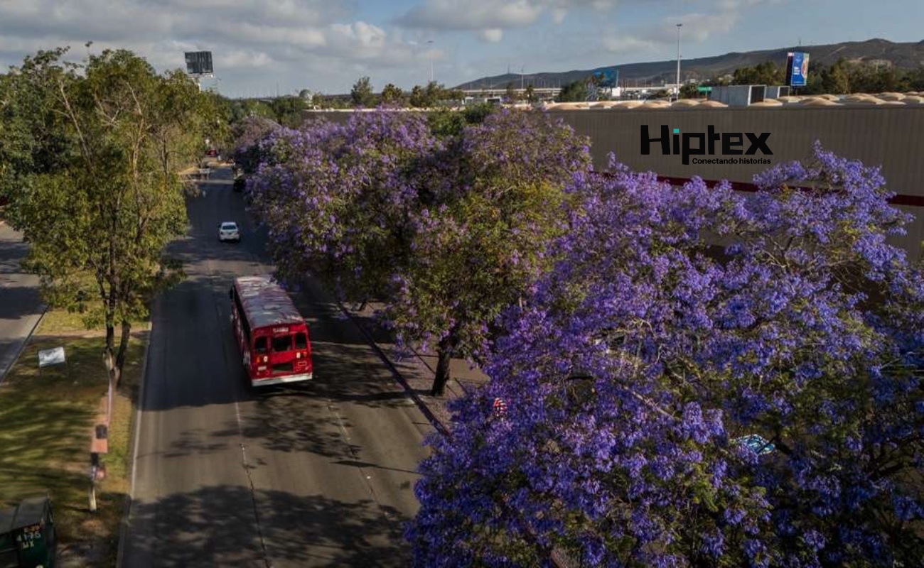 La floración de las jacarandas inició semanas atrás con la llegada de la Primavera y su presencia continúa marcando el paisaje urbano.