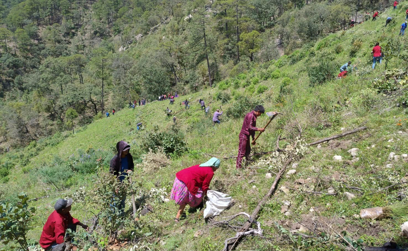 Llama AGRICULTURA a participar en la Jornada Nacional de Reforestación 2026