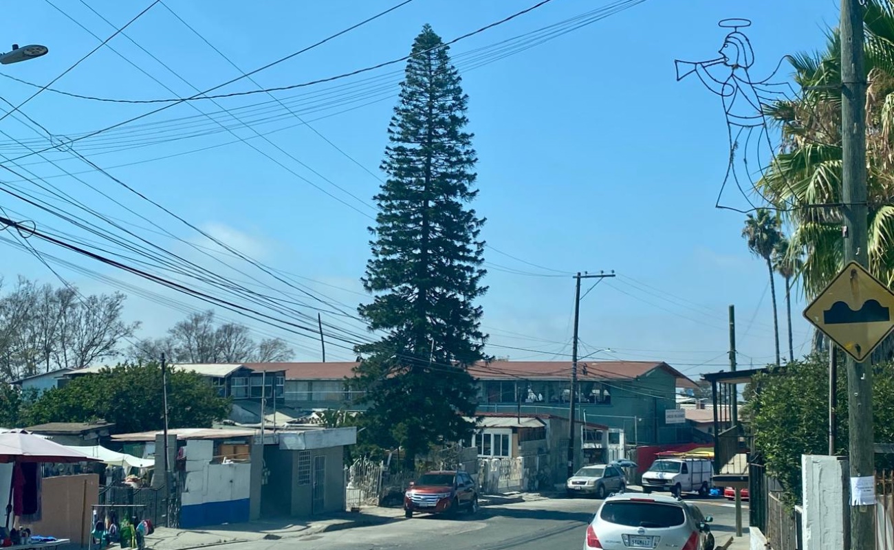 Genera Nación Verde acciones responsables para proteger el arbolado urbano en Tijuana