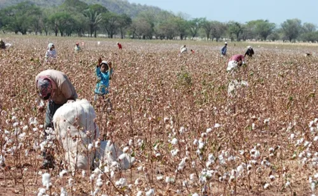 Necesarias gestiones ante instancias federales para mitigar las pérdidas económicas, y preservar el cultivo en el Valle de Mexicali.