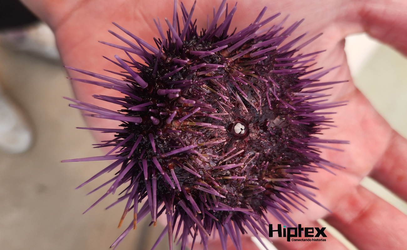 Diseñan innovadora dieta para erizo morado basada en probióticos