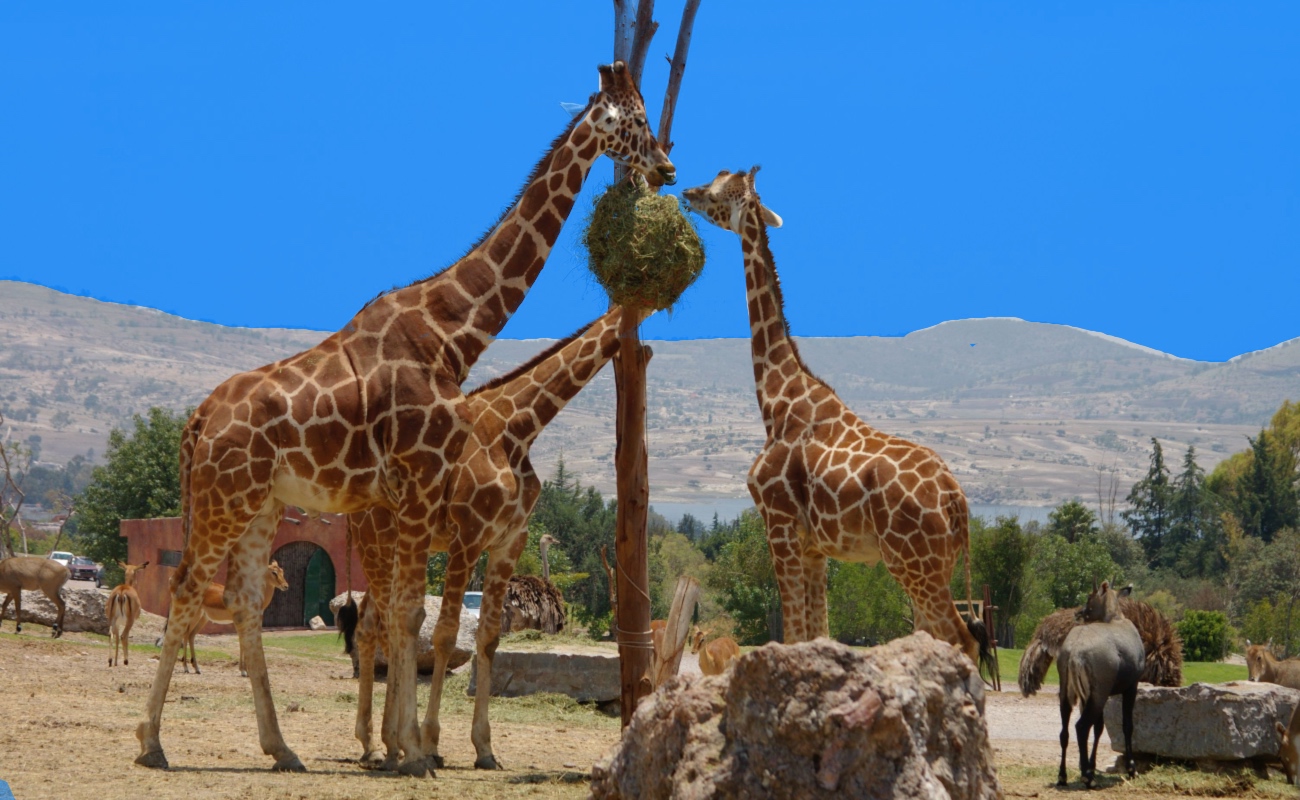 El mamífero más alto del mundo enfrentan una “extinción silenciosa”, alertó la directora general de la Fundación para la Conservación de la Jirafa.