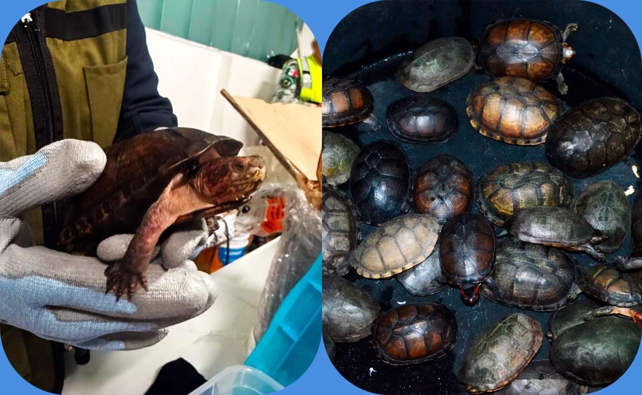 Aseguran 774 tortugas ocultas como cosméticos en el Aeropuerto de Tijuana