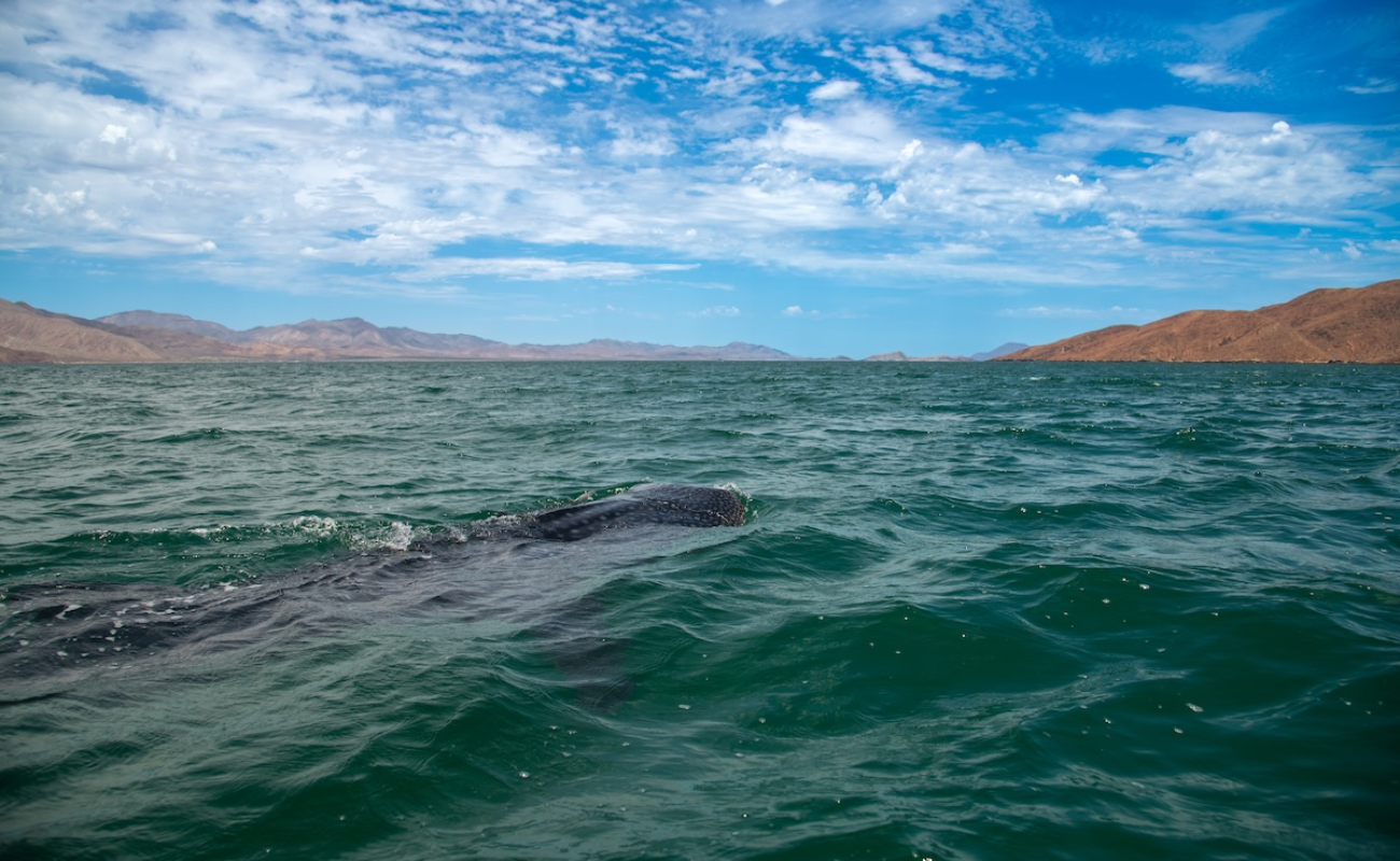La temporada de nado y avistamiento del tiburón ballena en Baja California se extiende al 15 de diciembre.