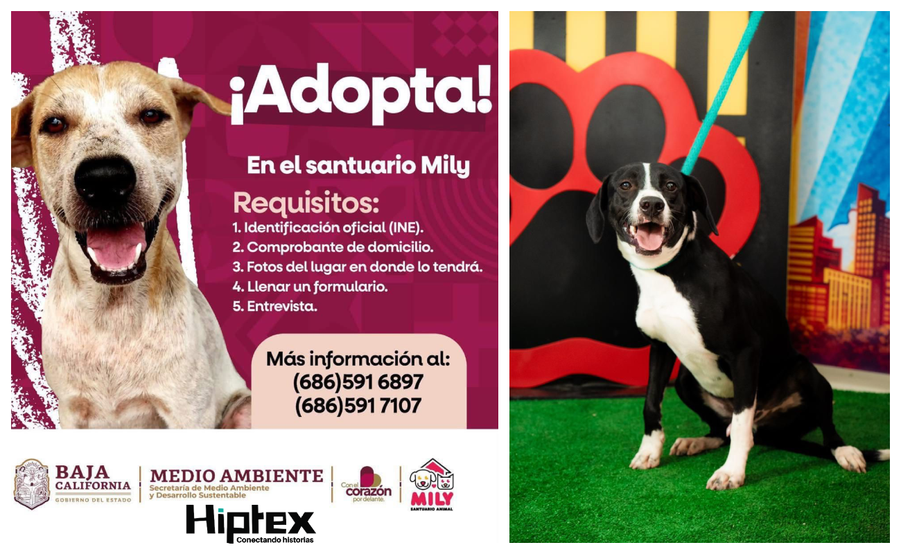 Invitan a la ciudadania a sumarse a la adopción responsable de mascotas