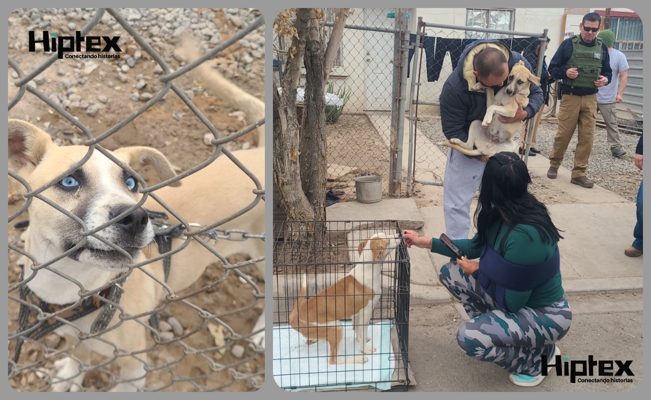 Rescata Fiscalía a mascotas víctimas de maltrato