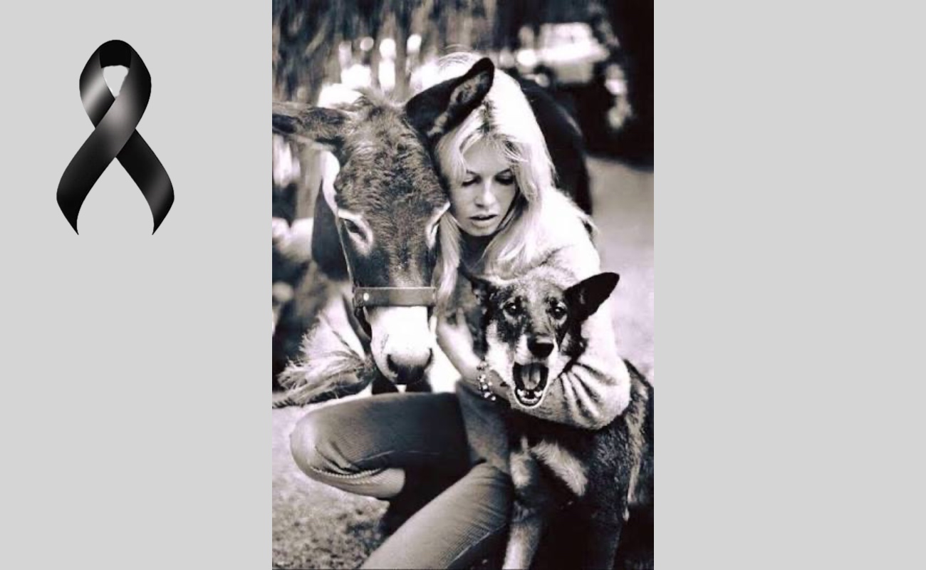 Vivió un intenso activismo en favor de la protección de los animales.