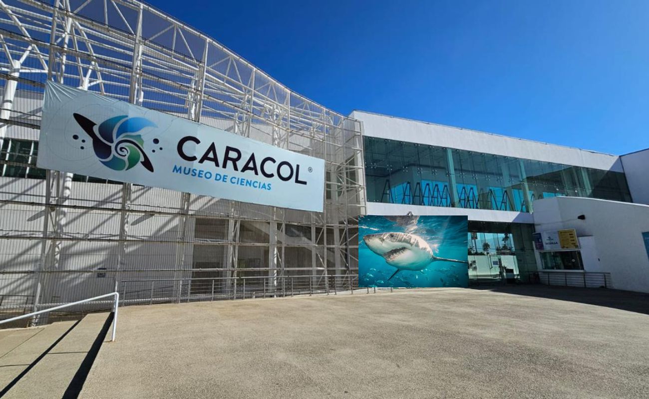 Llegan “Tiburones” al Museo Caracol de Ensenada