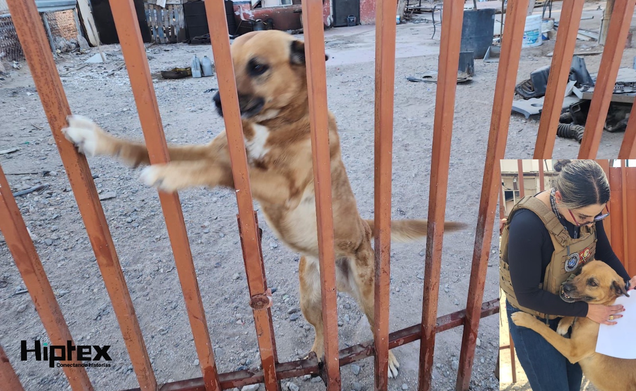 El animal quedó bajo resguardo para recibir atención y seguimiento correspondiente por parte de las autoridades competentes.