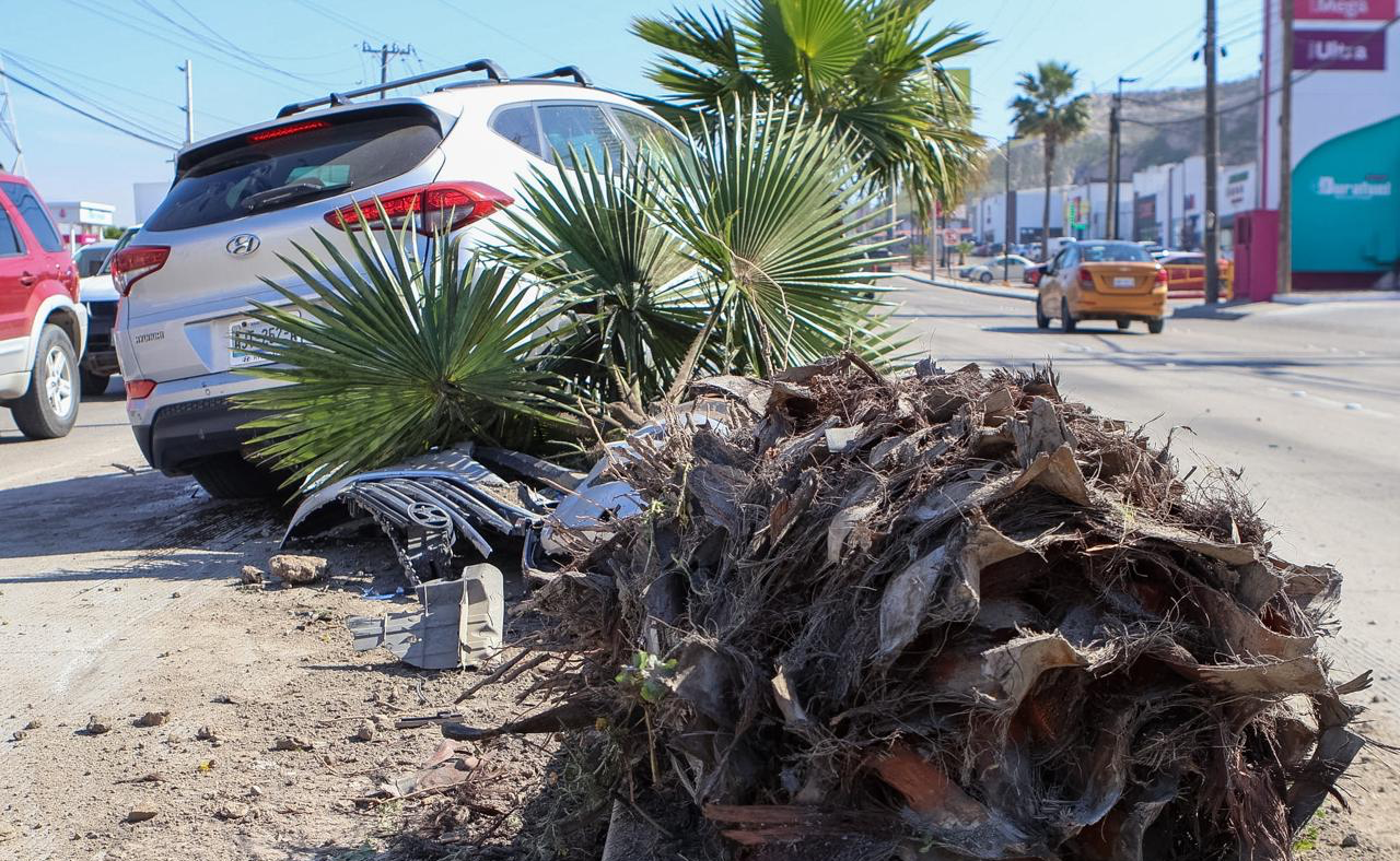 Conductora choca contra palmera en el Bulevar Josefa Ortiz