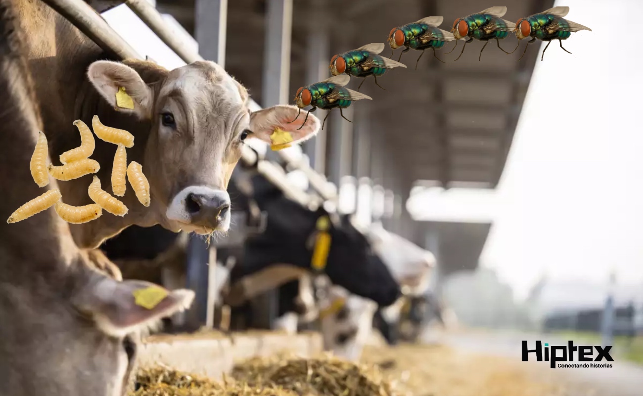 Acuerda Agricultura nuevas acciones para blindar del gusano barrenador al ganado