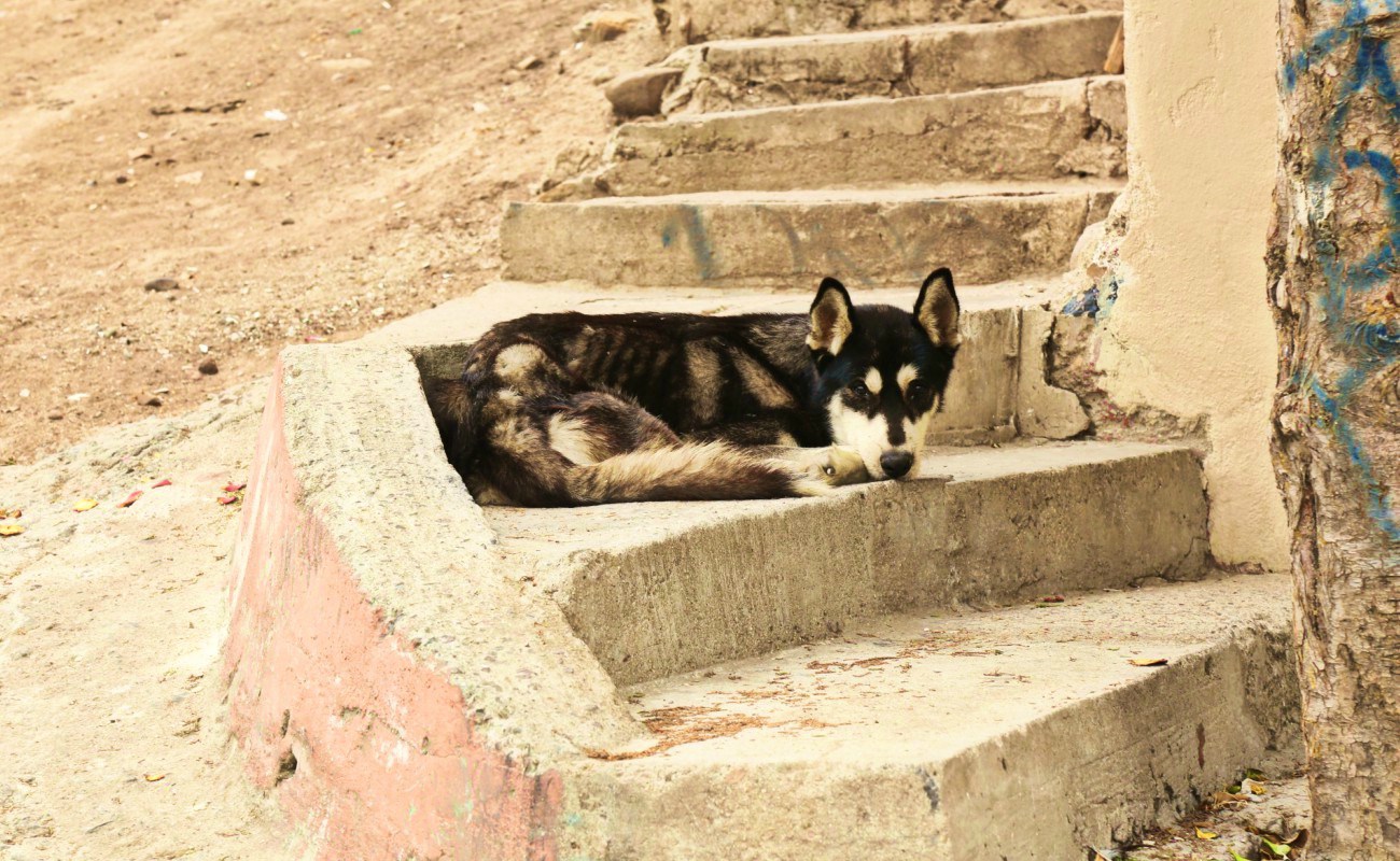Perros callejeros, una problemática en aumento
