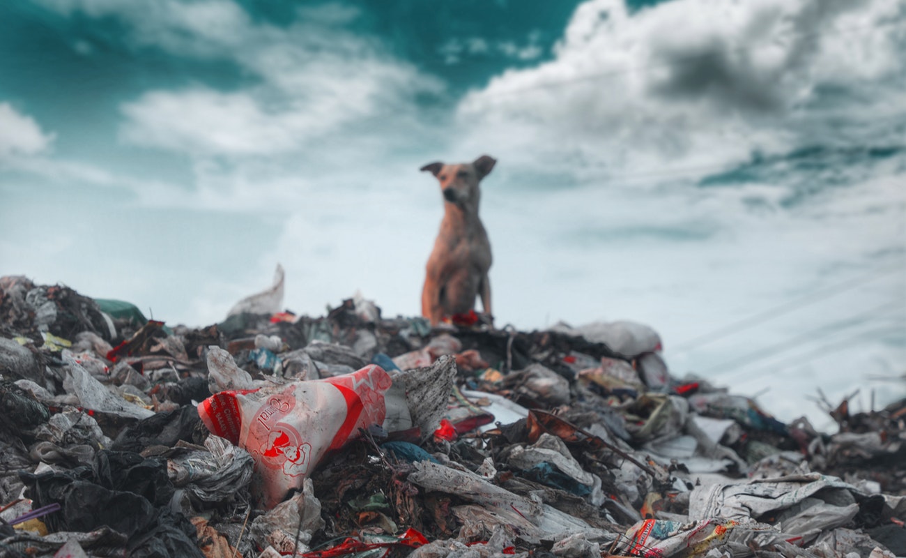 Actualmente la Organización Mundial de la Salud (OMS) coordina una agenda de investigación mundial para encontrar evidencia científica del daño que ocasiona el cambio climático.