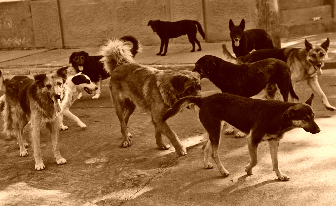 Los perros son uno de los principales transmisores de esta enfermedad.