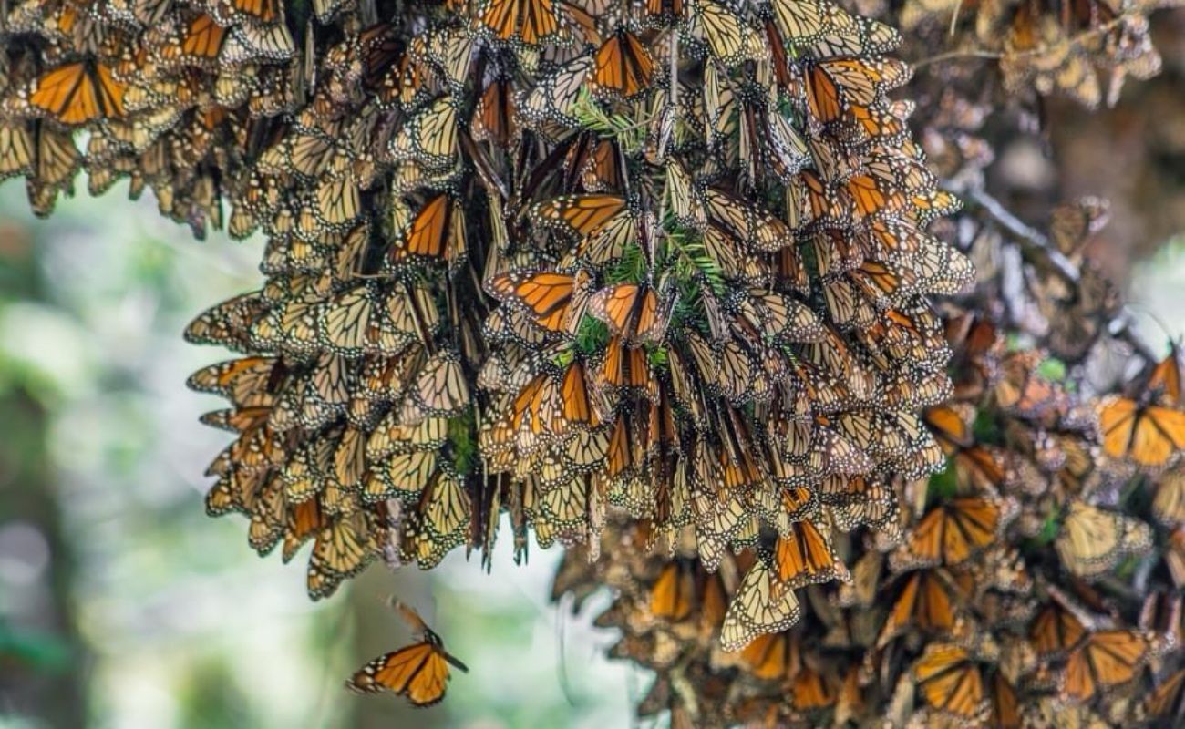 Fortalecen comunidades rurales la protección de la Mariposa Monarca