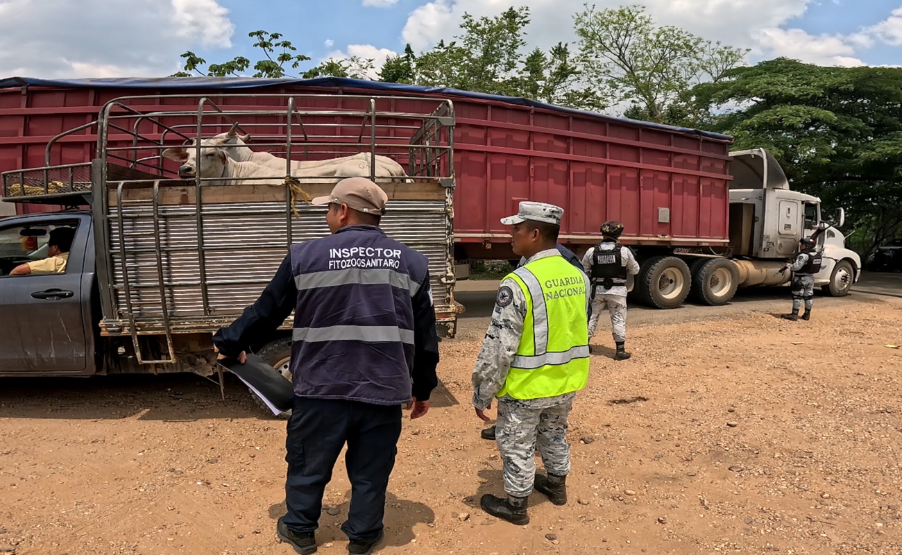 En el Sur-Sureste se ha intensificado la vigilancia para controlar el avance de la plaga y resguardar el sector pecuario.