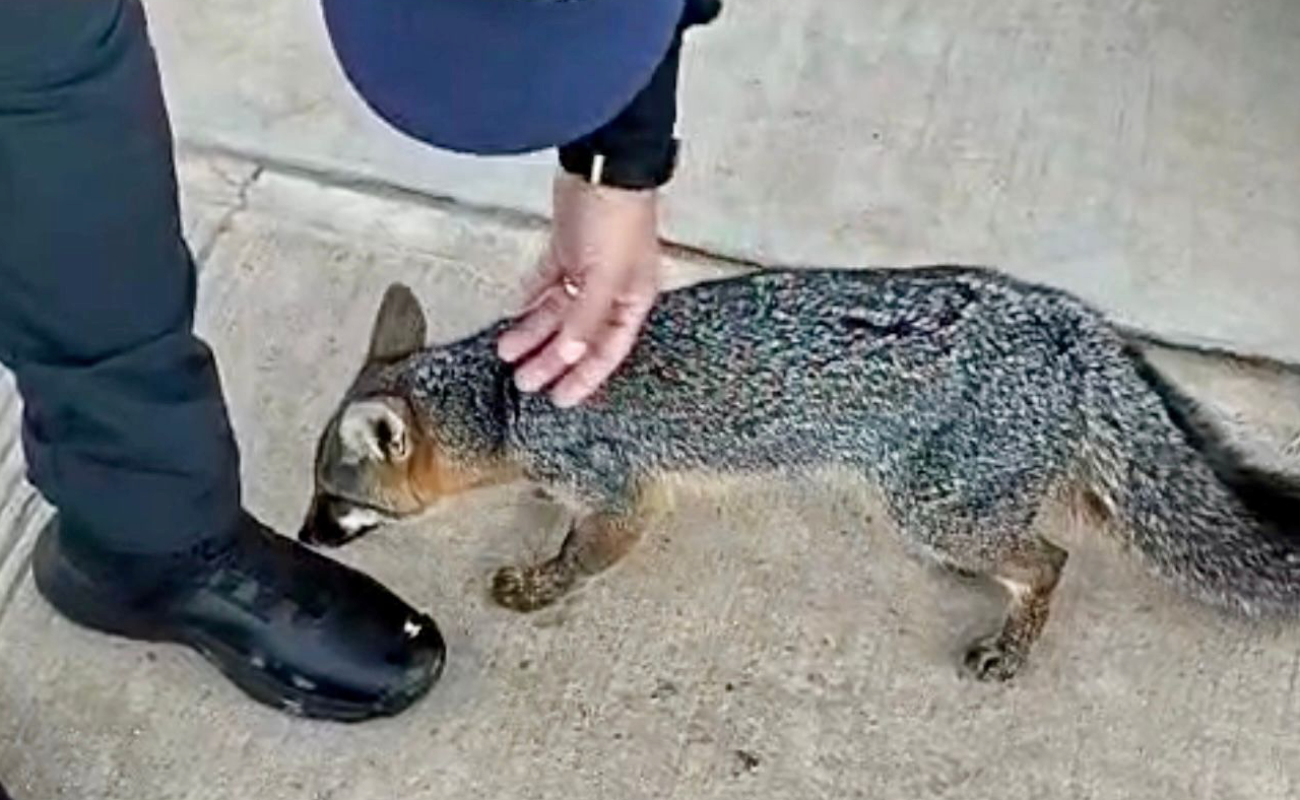 Rescatan a un zorro gris que deambulaba en Villas del Campo
