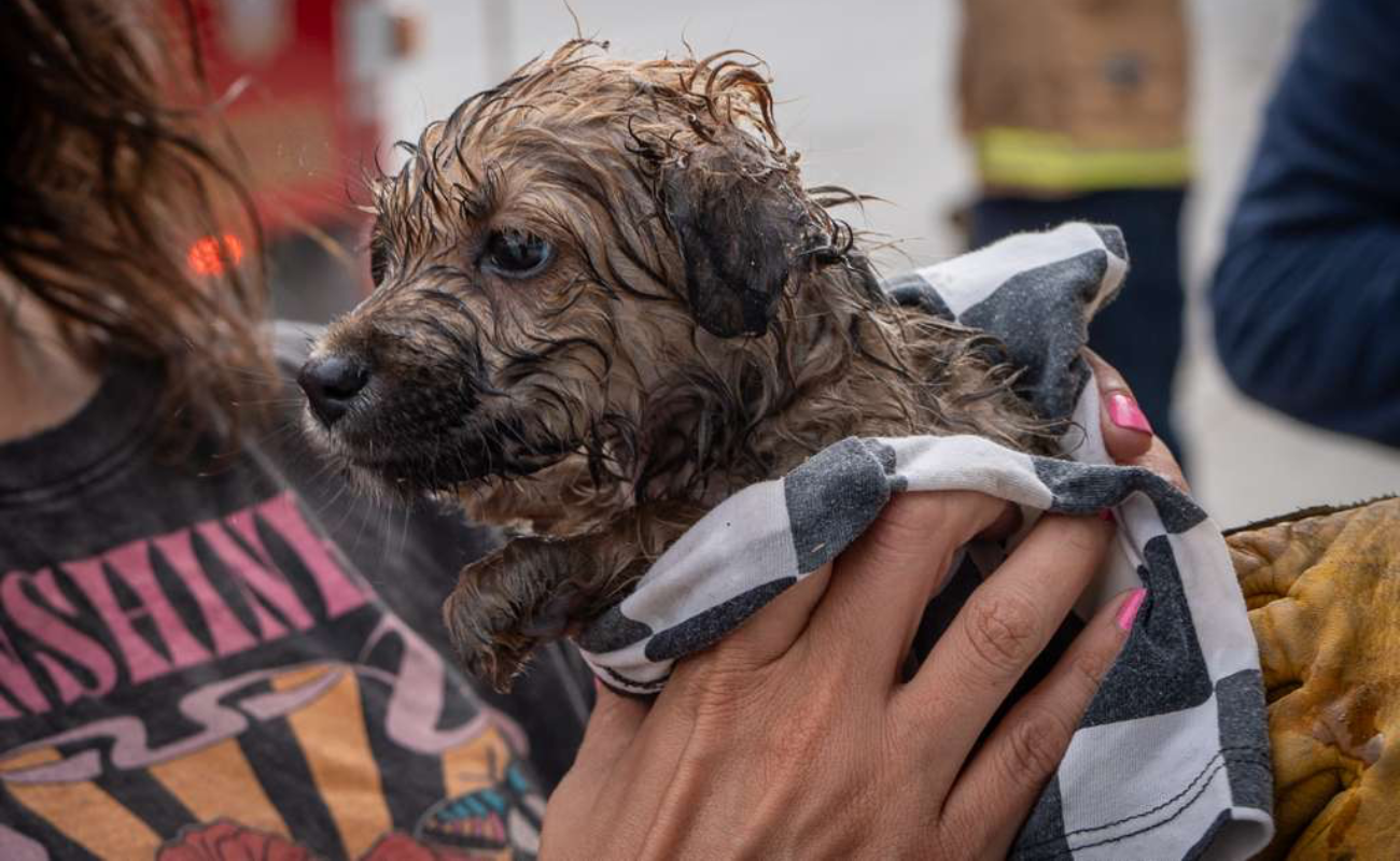 Bomberos rescatan a cachorro atrapado en tubería de la Zona Centro