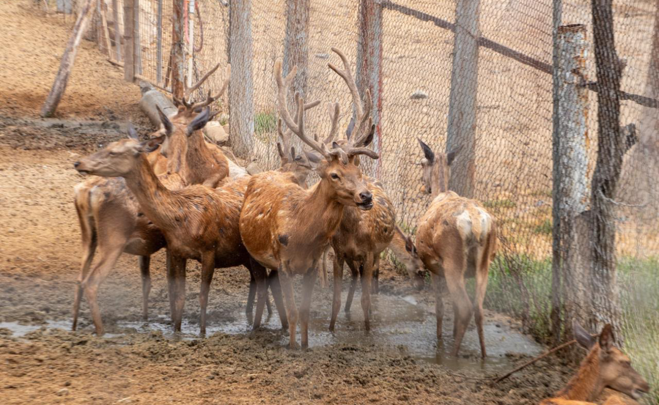 Audita Sindicatura Municipal de Tijuana, a SIMPATT, acusa irregularidades y cierra zoológico, reubicarán 160 animales.