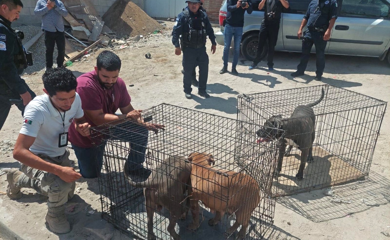 Rescata Policía Municipal a tres perros en condición de maltrato