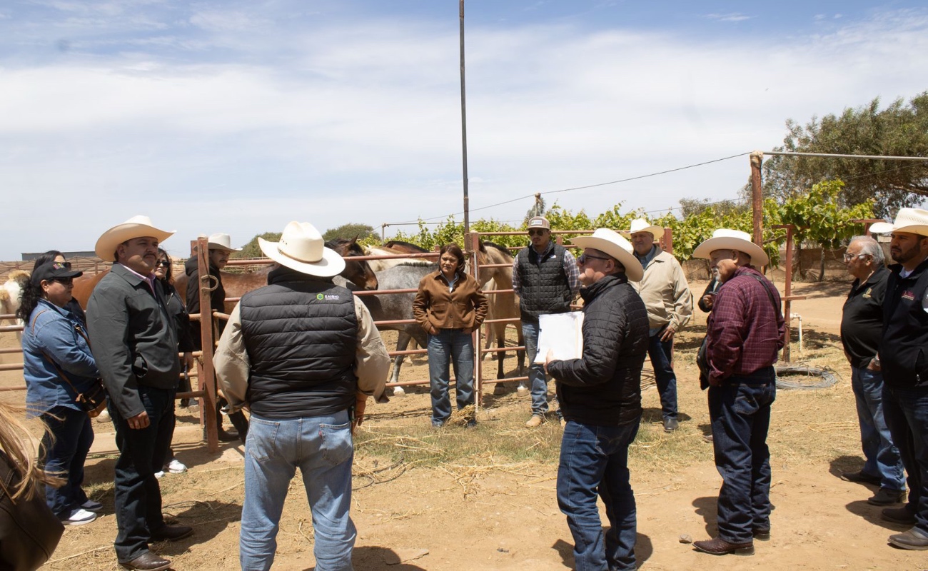 Fortalece SADER BC vinculación entre ganaderos de la Zona Costa y productores de alfalfa