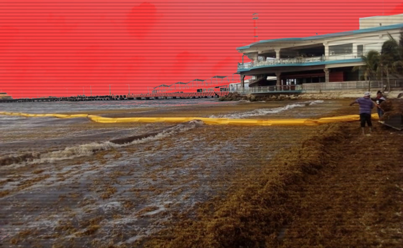 La Red de Monitoreo del Sargazo Cancún dio a conocer los datos.