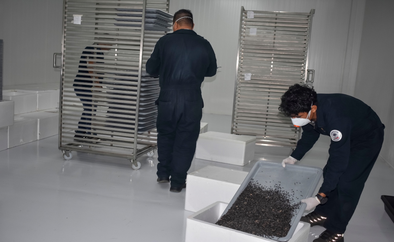 Liberan en Chihuahua primer lote de moscas estériles del gusano barrenador producidas en Chiapas