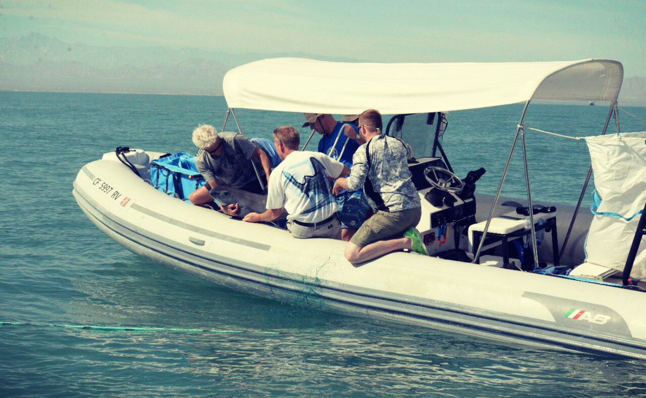 Hallan cría viva de vaquita marina