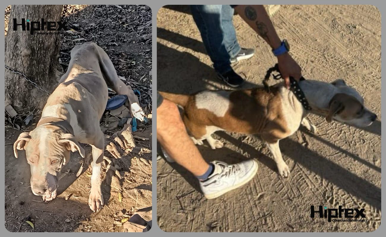 Fiscalía realiza cateo por maltrato animal y asegura dos caninos