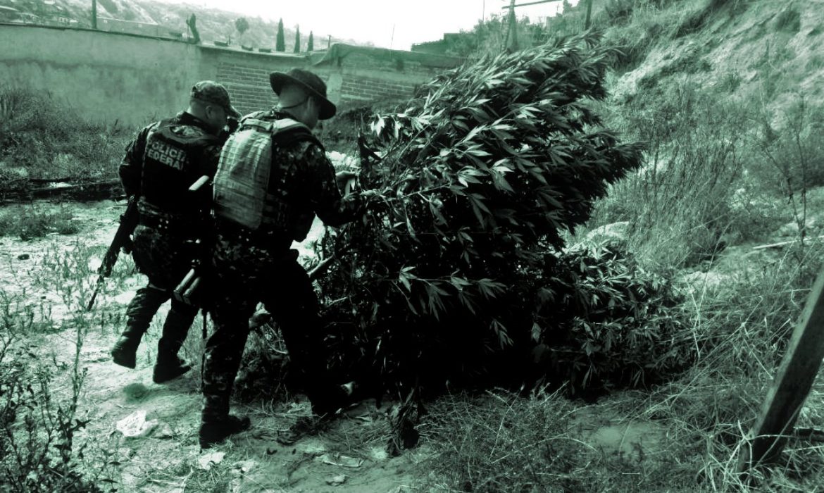 Encuentran marihuana sembrada en terreno baldío