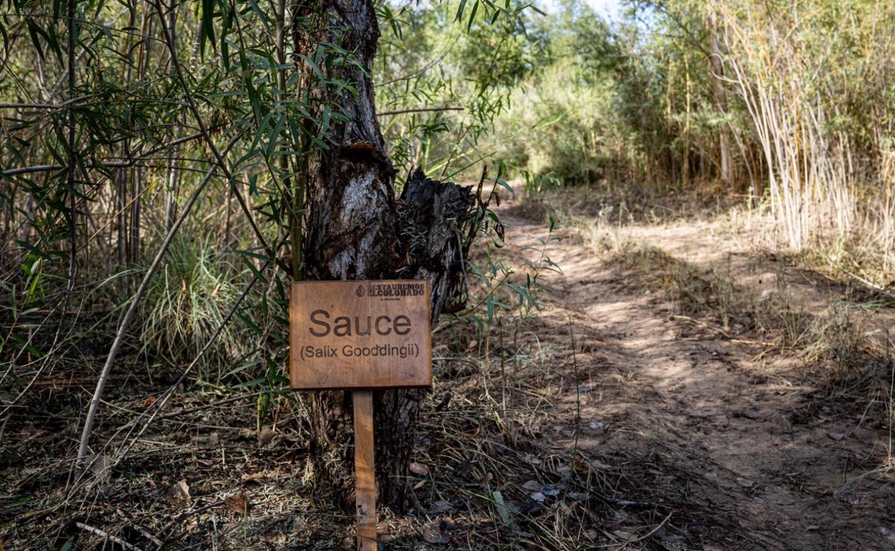 Recuperan la vegetación nativa, reintroducen álamos, sauces, mezquites y otras plantas características de la región.
