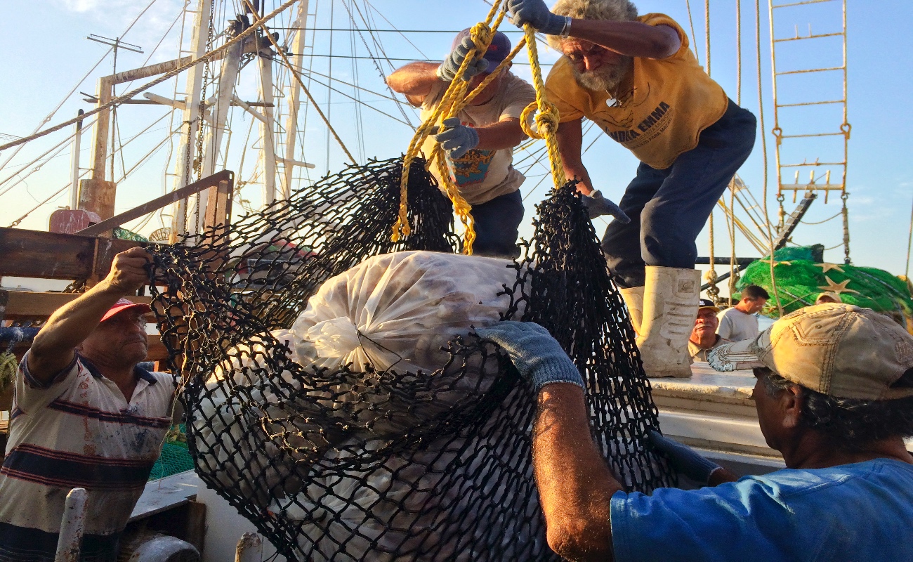 A partir del tercer mes se podrá aprovechar abulón azul, caracoles, lisa, liseta y pulpo.