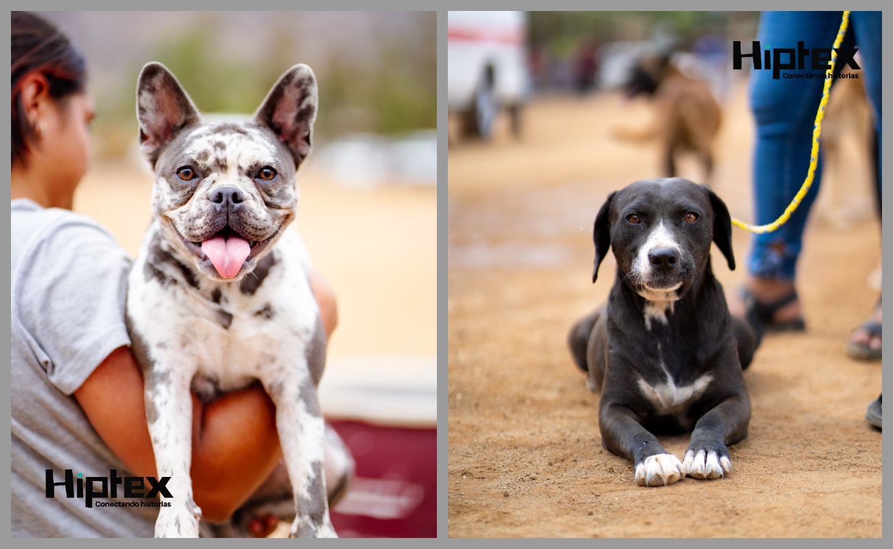 Invitan a las jornadas de vacunación y esterilización que se realizarán en coordinación con asociaciones protectoras de animales.