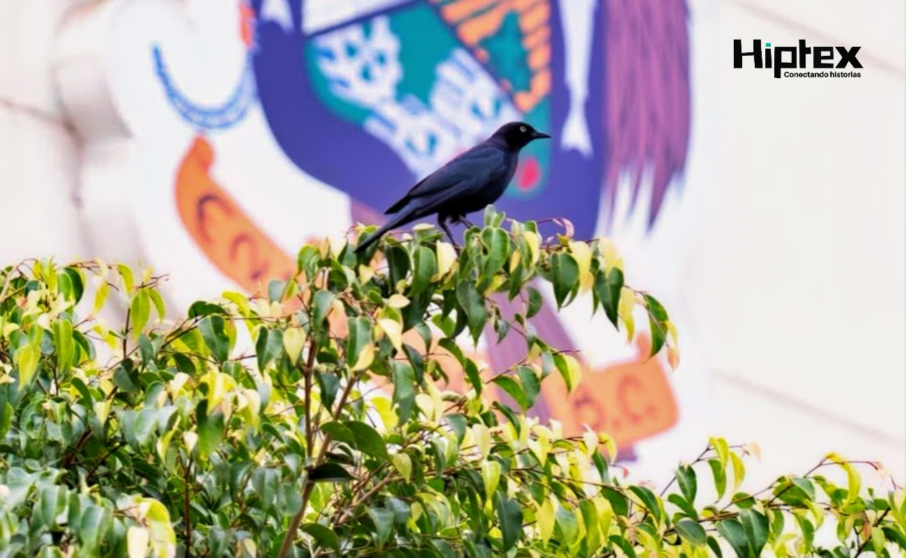 Los vuelos cercanos observados en Casa Municipal forman parte del comportamiento natural de protección de nidos y polluelos.