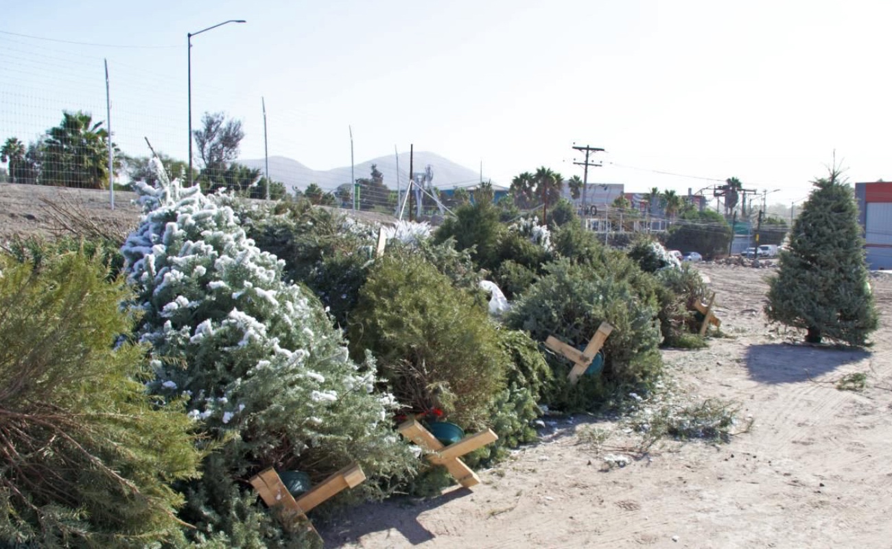 Esta iniciativa, en colaboración con el Ayuntamiento de Tijuana, promueve la economía circular y reduce el impacto ambiental al reincorporar el material vegetal al ciclo natural.