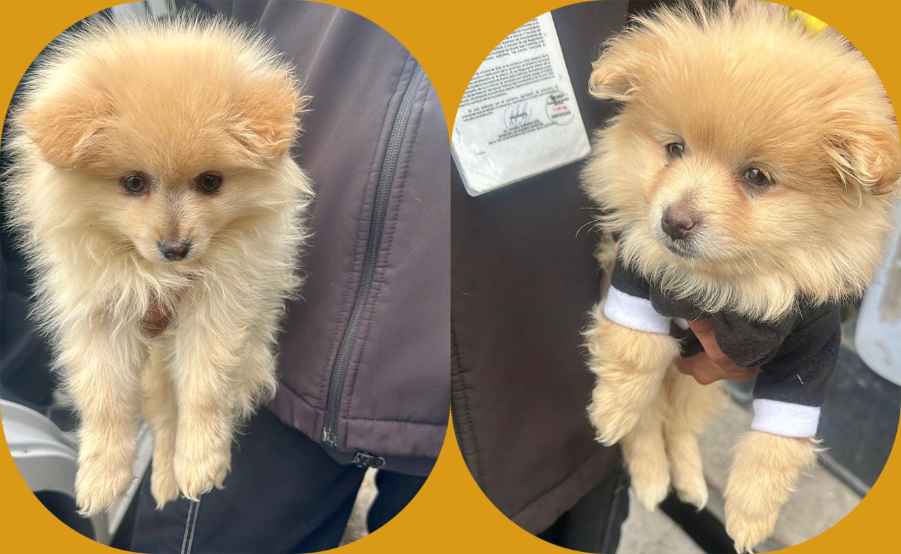 Rescata a dos caninos en situación de riesgo en la delegación La Mesa