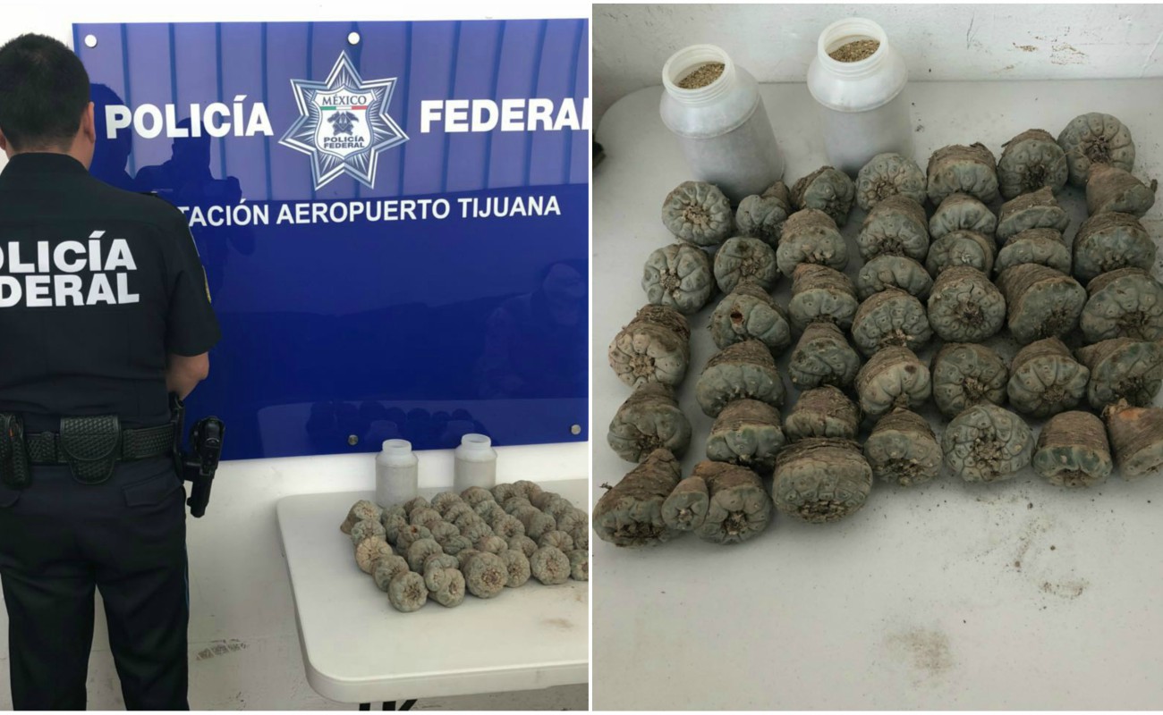 La Policía Federal aseguró 8 kilos de peyote en el Aeropuerto Internacional de Tijuana.
