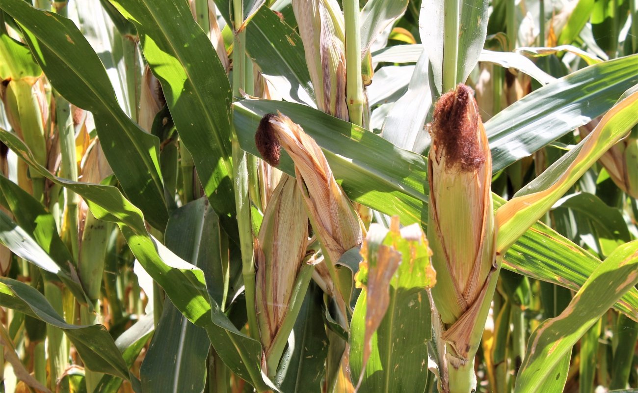Promueve SADER BC más apoyo a productores de maíz de Baja California