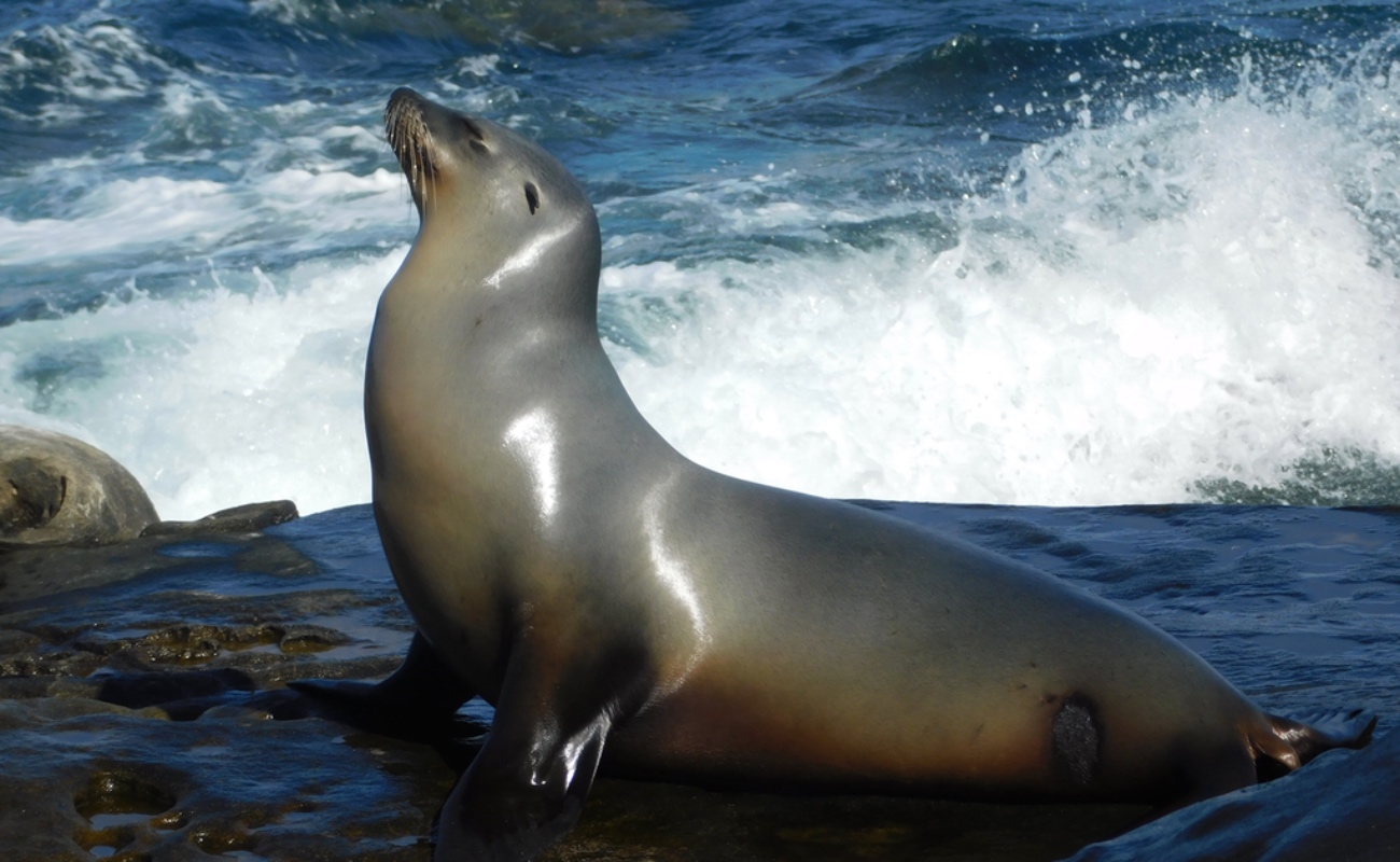 Estudiarán los lobos marinos de California.