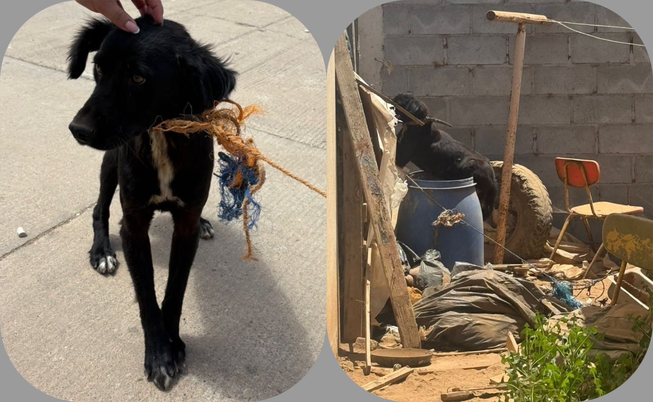 El perro fue resguardo del refugio “Huellitas Amor”.