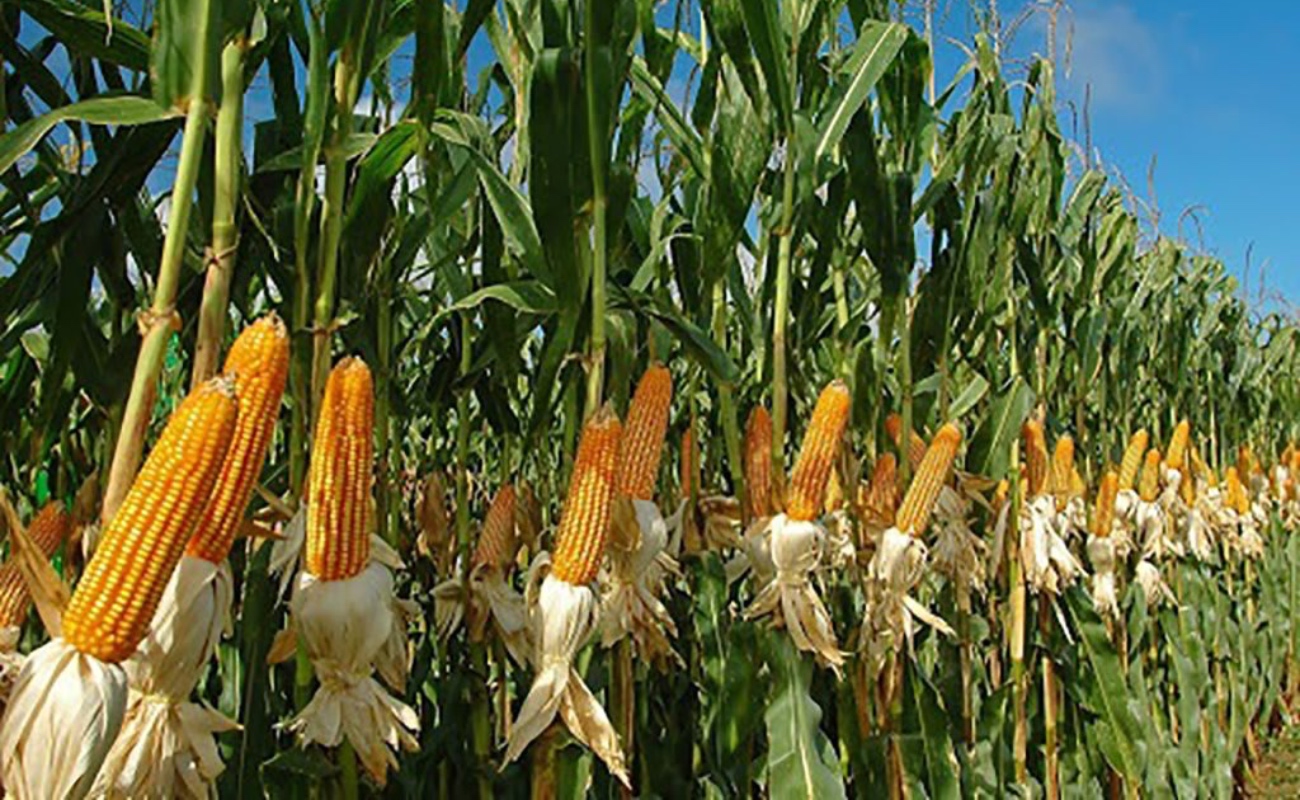 Incrementa México 4.5% exportaciones agroalimentarias a Ecuador